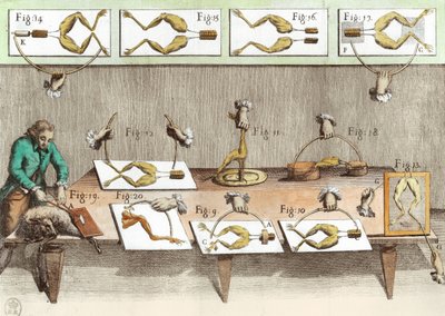 Experiment on frogs, illustration from De viribus electricitatis in motu muscumari by French School