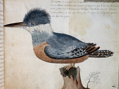 Female of Ringed Kingfisher (Megaceryle torquata), Elizabeth Bay, Strait of Magellan, Watercolour from Voyage by French School