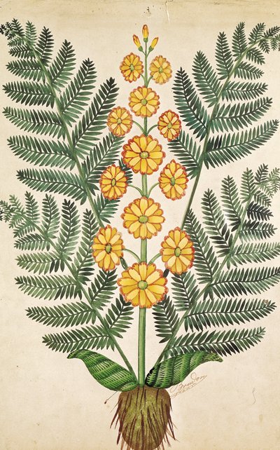Fern with yellow flowers, plate from a seed merchants in Oisans by French School