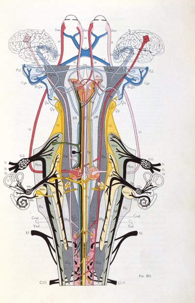 Fig. 212 from Semiologie des Affections du Systeme Nerveux by J. Dejerine, 1914 by French School