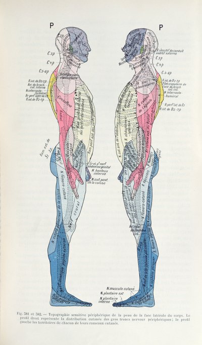 The Nervous System, from Semiologie des Affections du System Nerveux by J. Dejerine, 1914 by French School