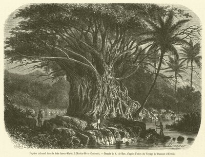 Colossal Fig Tree in Anna-Maria Bay, Nouka-Hiva, Oceania (engraving) by French School