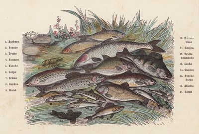 Fish by French School