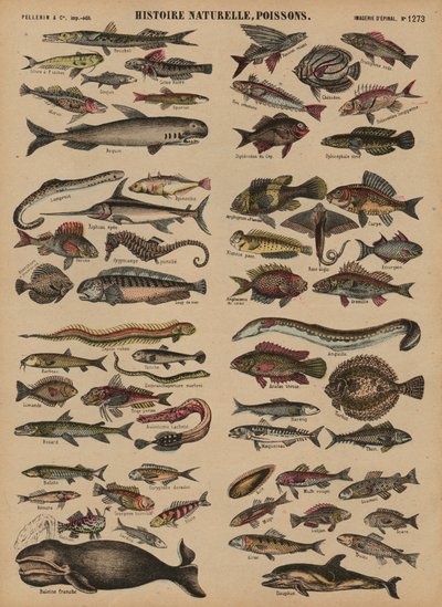 Fish by French School