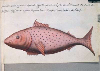 Fish called Big Mouth, Sao Vicente island, Cape Verde, from log book by Jacques Gouin de Beauchesne, captain of Compagnie royale de la Mer du Sud, from 1698 to 1701 by French School