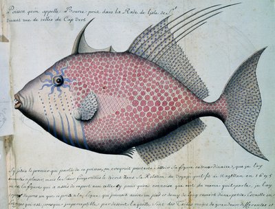 Fish Called Bource, Sao Vicente Island, Cape Verde by French School