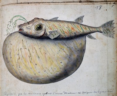 Fish called Crocros, Sao Vicente island, Cape Verde, from log book by Jacques Gouin de Beauchesne, captain of Compagnie royale de la Mer du Sud, from 1698 to 1701 by French School
