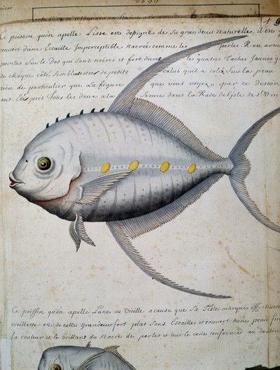 Fish called Lisse, Sao Vicente island, Cape Verde by French School