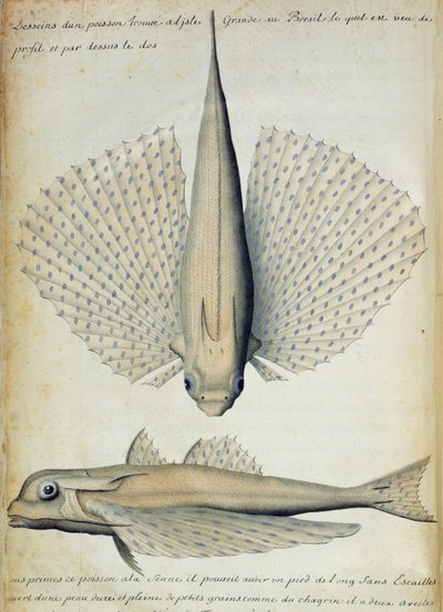 Fish Found at Ilha Grande, Brazil by French School