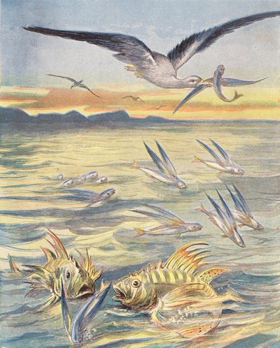 Flying Fish by French School