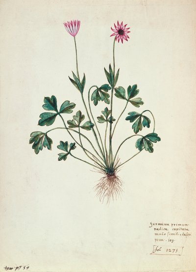 Geranium by French School