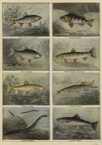 French freshwater fish by French School