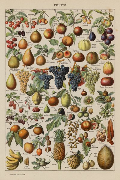 Fruits by French School