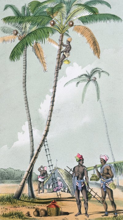 Gathering coconuts for the preparation of Toddy in India by French School