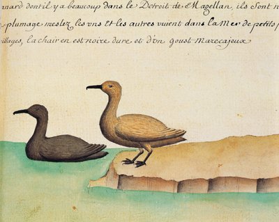 Geese, Strait of Magellan, watercolour from log book by Jacques Gouin de Beauchesne, captain of Compagnie royale de la Mer du Sud, from 1698 to 1701 by French School