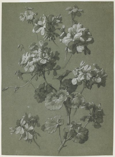 Geranium (Pelargonium sp.), c.1800 by French School