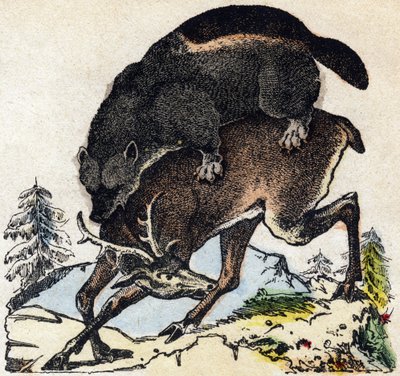 Glutton. Engraving in 