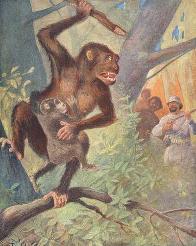 Gorillas by French School