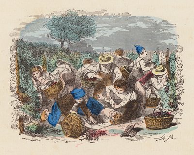 Grape picking in a vineyard by French School