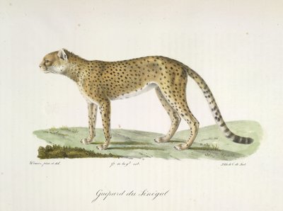 Senegal Cheetah, from Histoire Naturelle des Mammifères by French School