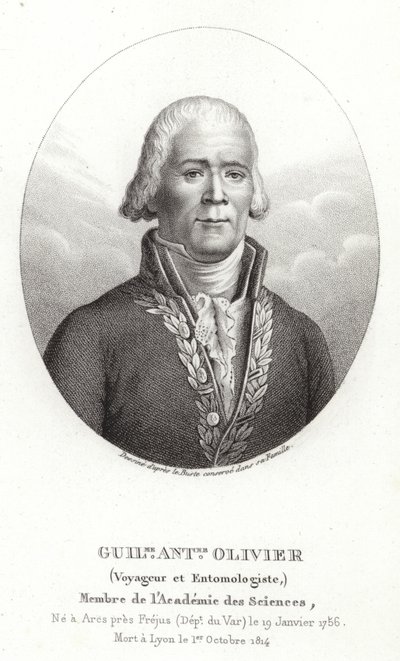 Guillaume Antoine Olivier by French School