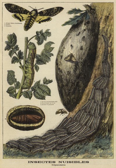 Harmful insects: Death