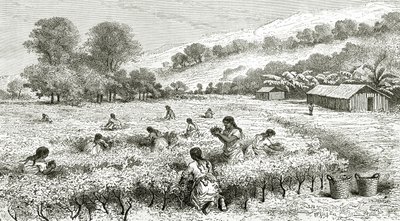 Harvest of Coca, Peru, illustration from Le Tour du Monde magazine, 1877 by French School
