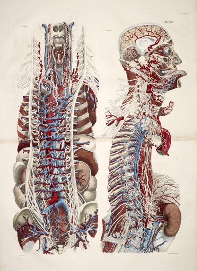 Head and Torso, from 