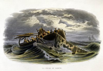 Herring Fishing - in 