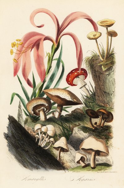 Hippeastrum Species, Fly Agaric, Caesar