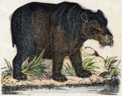 Hippopotamus by French School