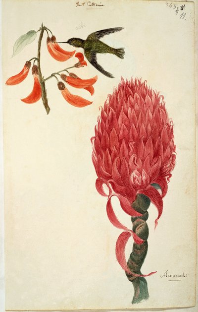 Hummingbird (Trochilidae) and Pineapple (Ananas comosus) by Lejeune by French School