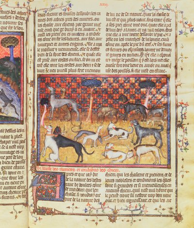 Hunting Dogs by Gaston III, Comte de Foix Phebus le Chasseur (1331-91), from Livre de la Chasse, 1387-89 by French School