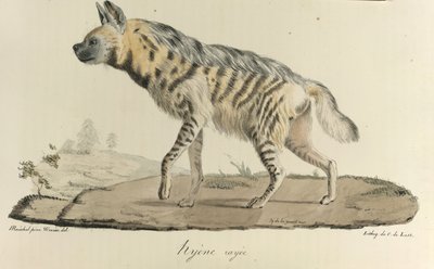 Striped Hyena, from 