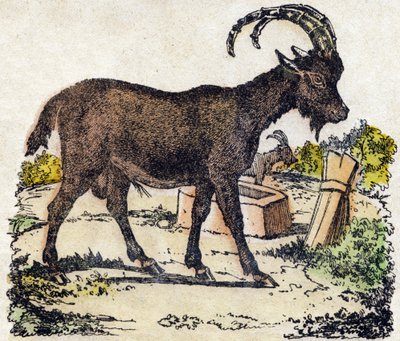 Ibex. Engraving in 