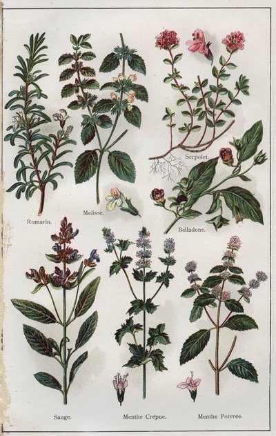 Illustration from 