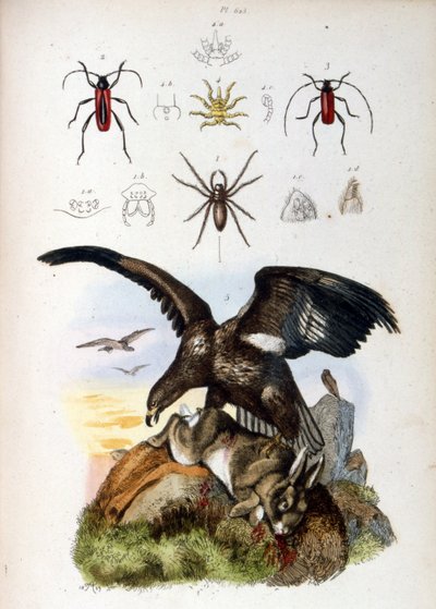 Illustration of an Eagle Killing a Rabbit with Spiders Shown Above by French School