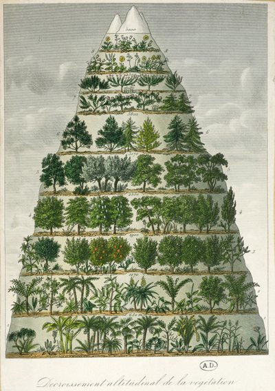 Illustration of the differing types of vegetation at different altitudes by French School
