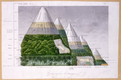 Illustration of the differing types of vegetation at different altitudes by French School