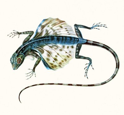 Illustration of the gliding lizard - Draco Volans, 1831 by French School