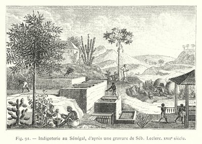 Indigo plantation in Senegal, after an engraving by Seb Leclerc, 17th century by French School