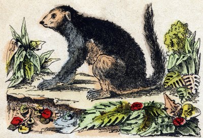 Indri (Lemurian) by French School