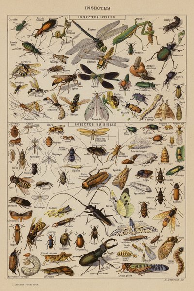 Insects by French School