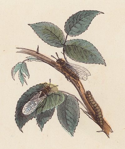 Insects and Caterpillar on a Plant by French School