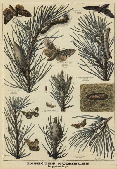 Insects Harmful to Pine Trees by French School