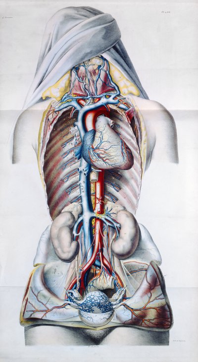 Internal organs of a woman, plate from Recherches Anatomiques, Physiologiques, et Pathologiques sur le System Veineux by Gilbert Breschet (engraved by Engelmann, Paris, 1829) by French School