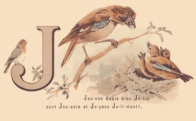 Young Jays Pretty are Players and Happy Jolily! by French School