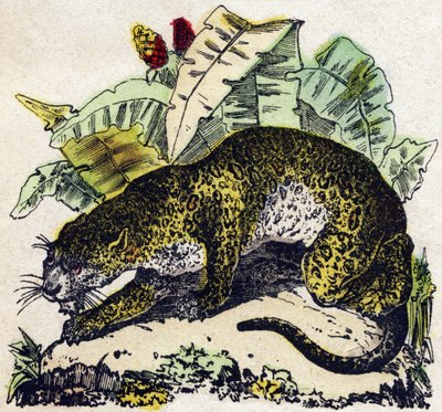 Jaguar. Engraving in 