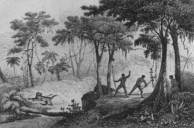 Jaguar Hunt, from 