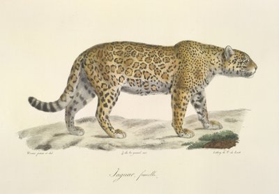 Female Jaguar, from Histoire Naturelle des Mammifères by French School